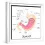 Human Stomach Anatomy-stockshoppe-Framed Art Print