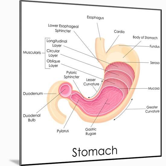 Human Stomach Anatomy-stockshoppe-Mounted Art Print