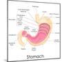 Human Stomach Anatomy-stockshoppe-Mounted Art Print