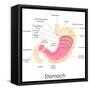 Human Stomach Anatomy-stockshoppe-Framed Stretched Canvas