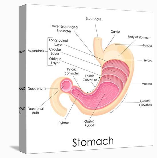 Human Stomach Anatomy-stockshoppe-Stretched Canvas