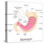 Human Stomach Anatomy-stockshoppe-Stretched Canvas