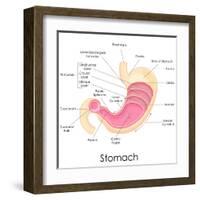 Human Stomach Anatomy-stockshoppe-Framed Art Print