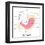 Human Stomach Anatomy-stockshoppe-Framed Art Print