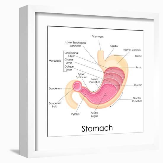 Human Stomach Anatomy-stockshoppe-Framed Art Print