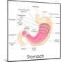 Human Stomach Anatomy-stockshoppe-Mounted Art Print