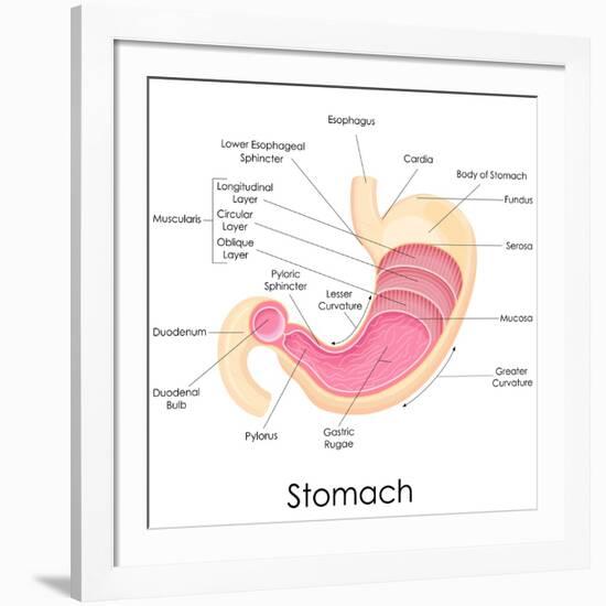 Human Stomach Anatomy-stockshoppe-Framed Art Print