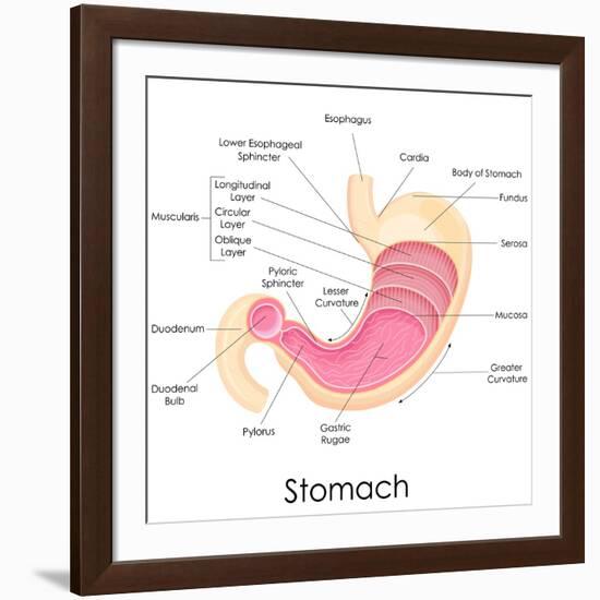 Human Stomach Anatomy-stockshoppe-Framed Art Print