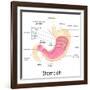 Human Stomach Anatomy-stockshoppe-Framed Art Print