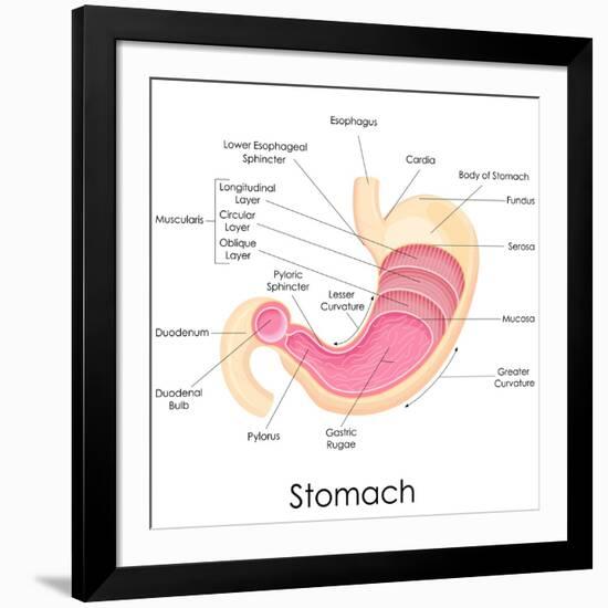 Human Stomach Anatomy-stockshoppe-Framed Art Print