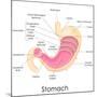 Human Stomach Anatomy-stockshoppe-Mounted Art Print