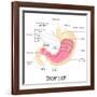 Human Stomach Anatomy-stockshoppe-Framed Art Print