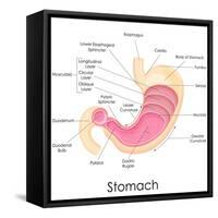 Human Stomach Anatomy-stockshoppe-Framed Stretched Canvas