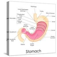 Human Stomach Anatomy-stockshoppe-Stretched Canvas