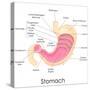 Human Stomach Anatomy-stockshoppe-Stretched Canvas