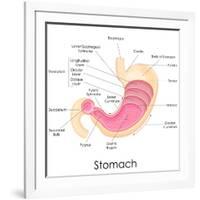 Human Stomach Anatomy-stockshoppe-Framed Art Print