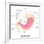 Human Stomach Anatomy-stockshoppe-Framed Art Print