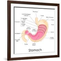 Human Stomach Anatomy-stockshoppe-Framed Art Print