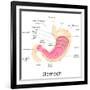 Human Stomach Anatomy-stockshoppe-Framed Art Print