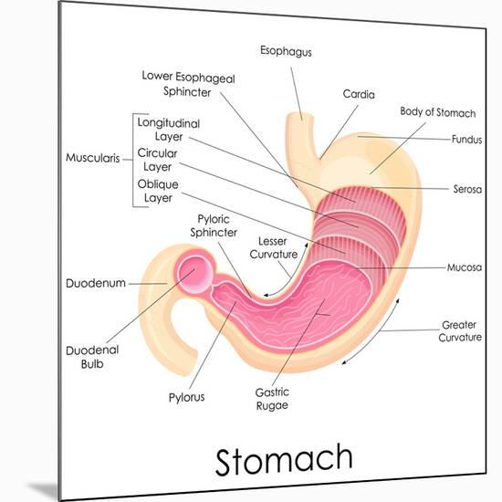 Human Stomach Anatomy-stockshoppe-Mounted Art Print