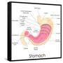 Human Stomach Anatomy-stockshoppe-Framed Stretched Canvas