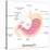 Human Stomach Anatomy-stockshoppe-Stretched Canvas