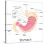 Human Stomach Anatomy-stockshoppe-Stretched Canvas