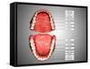 Human Teeth Structure with Labels-null-Framed Stretched Canvas