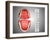 Human Teeth Structure with Labels-null-Framed Art Print