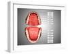 Human Teeth Structure with Labels-null-Framed Art Print