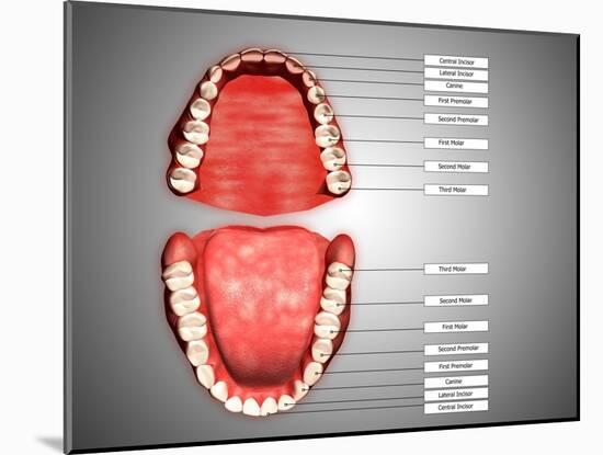 Human Teeth Structure with Labels-null-Mounted Art Print