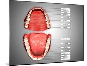 Human Teeth Structure with Labels-null-Mounted Art Print