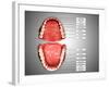 Human Teeth Structure with Labels-null-Framed Art Print