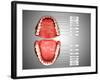 Human Teeth Structure with Labels-null-Framed Art Print