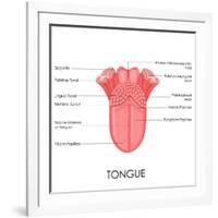 Human Tongue Anatomy-stockshoppe-Framed Art Print