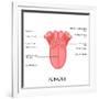 Human Tongue Anatomy-stockshoppe-Framed Art Print