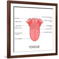 Human Tongue Anatomy-stockshoppe-Framed Art Print