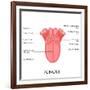 Human Tongue Anatomy-stockshoppe-Framed Art Print