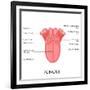 Human Tongue Anatomy-stockshoppe-Framed Art Print