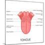 Human Tongue Anatomy-stockshoppe-Mounted Art Print