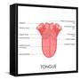 Human Tongue Anatomy-stockshoppe-Framed Stretched Canvas