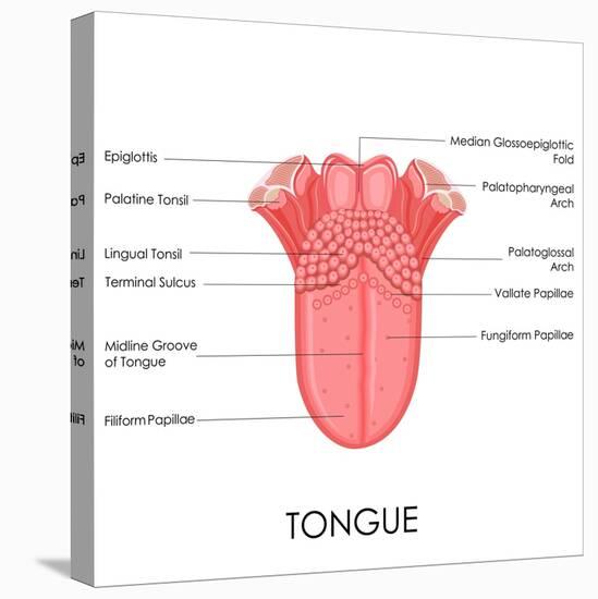 Human Tongue Anatomy-stockshoppe-Stretched Canvas