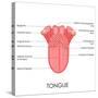 Human Tongue Anatomy-stockshoppe-Stretched Canvas