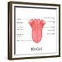 Human Tongue Anatomy-stockshoppe-Framed Premium Giclee Print