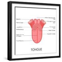 Human Tongue Anatomy-stockshoppe-Framed Premium Giclee Print