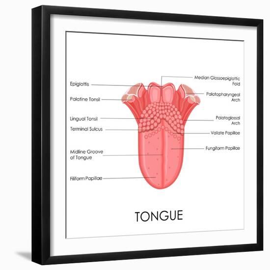 Human Tongue Anatomy-stockshoppe-Framed Premium Giclee Print