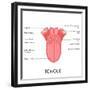 Human Tongue Anatomy-stockshoppe-Framed Premium Giclee Print