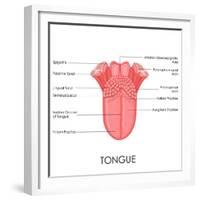 Human Tongue Anatomy-stockshoppe-Framed Premium Giclee Print