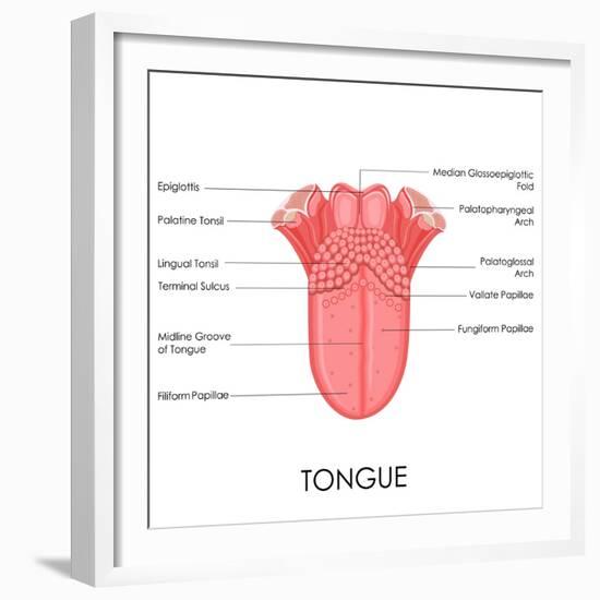 Human Tongue Anatomy-stockshoppe-Framed Premium Giclee Print