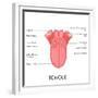 Human Tongue Anatomy-stockshoppe-Framed Premium Giclee Print